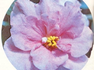 Joan Van Zele 01/19/1968 (L. Lyon) Double dark pink/some lighter mottling. Dark green, quilted. Standard