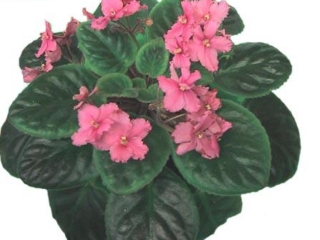 Joelle (6455) 12/23/1986 (D. Croteau) Single hot pink. Medium green, quilted/rose back. Large (CA)