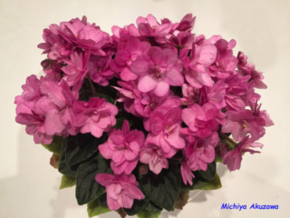 Jolly Butterfly 11/24/2014 (H. Pittman) Semidouble red pansy. Dark green, plain. Semiminiature (TX Hyb)