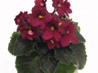 Jolly Champ 01/15/2007 (H. Pittman) Semidouble-double red pansy. Medium green, quilted, wavy. Semiminiature (DAVS 1637, TX Hyb)