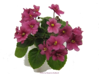 Jolly Coral 03/07/2008 (H. Pittman) Single-semidouble coral pansy. Medium green, plain. Semiminiature (DAVS 1638, TX Hyb)