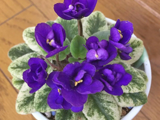 Jolly Cupid 11/21/2011 (H. Pittman) Single-semidouble dark blue pansy. Crown variegated medium green and yellow. Miniature (DAVS 1714, TX Hyb)