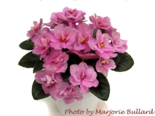 Jolly Cutie Pie 01/15/2007 (H. Pittman) Single-semidouble pink pansy. Dark green, plain, pointed, glossy. Miniature (TX Hyb, DAVS 1639)