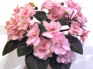 Jolly Dear 01/15/2007 (H. Pittman) Double pink/variable white edge. Dark green, plain, pointed, glossy. Semiminiature (TX Hyb, DAVS 1640)