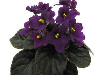 Jolly Devil 03/07/2008 (H. Pittman) Single-semidouble dark purple pansy. Dark green, wavy, serrated/red back. Semiminiature (DAVS 1641, TX Hyb)