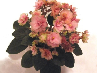 Jolly Fairy 10/29/2018 (H. Pittman) Double pink two-tone/green edge. Dark green, pointed. Semiminiature (TX Hyb, DAVS 1644)