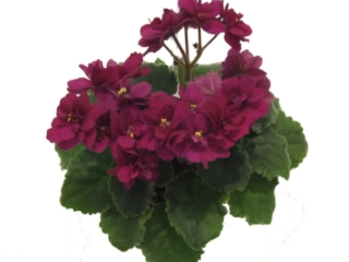 Jolly Fire 01/15/2007 (H. Pittman) Single-semidouble red pansy. Medium green, plain. Semiminiature (TX Hyb, DAVS 1645)