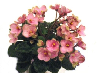 Jolly Flirt (H. Pittman) Semidouble pink. Green, plain. Semiminiature (TX Hyb)