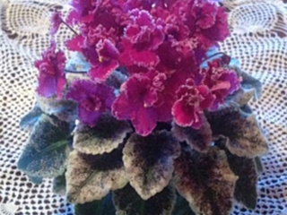 Jolly Frills 03/07/2008 (H. Pittman) Semidouble burgundy-red frilled/white edge. Variegated dark green and white, wavy. Semiminiature (DAVS 1646, TX Hyb)