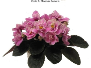 Jolly Fun 10/29/2018 (H. Pittman) Semidouble-double rose pansy/white edge. Dark green, plain. Miniature (TX Hyb, DAVS 1648)