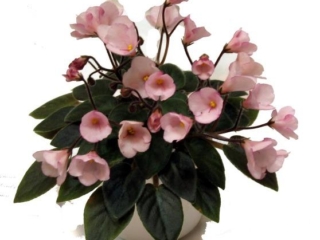 Jolly Gala 01/15/2007 (H. Pittman) Single pink sticktite star. Dark green, plain, pointed. Miniature (TX Hyb, DAVS 1649)