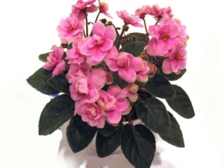 Jolly Gem (H. Pittman) Semidouble pink. Medium green, plain. Miniature (TX Hyb)
