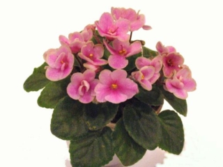 Jolly Glory 10/29/2018 (H. Pittman) Semidouble pink pansy/variable white edge. Medium green, plain, serrated. Semiminiature (TX Hyb, DAVS 1651)