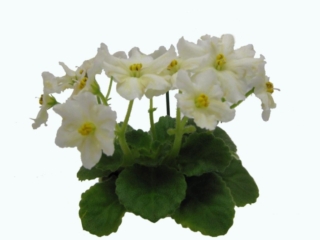 Jolly Gold Star 05/21/2019 (H. Pittman) Semidouble white ruffled star/yellow eye, rays. Medium green, plain. Semiminiature (Tx Hyb)