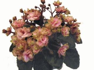 Jolly Imp 10/29/2018 (H. Pittman) Double pink pansy/green edge. Dark green, plain, pointed. Miniature (TX Hyb, DAVS 1652)