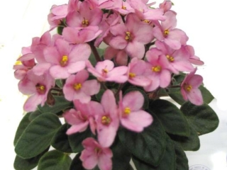 Jolly Joy 01/15/2007 (H. Pittman) Single-semidouble pink pansy. Dark green, plain, quilted. Miniature (TX Hyb, DAVS 1654)