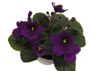 Jolly Magic 03/07/2008 (H. Pittman) Semidouble dark purple pansy. Dark green, quilted. Semiminiature (DAVS 1657, TX Hyb)