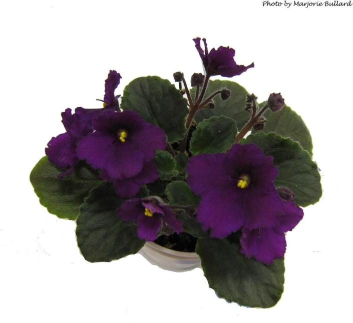 Jolly Magic 03/07/2008 (H. Pittman) Semidouble dark purple pansy. Dark green, quilted. Semiminiature (DAVS 1657, TX Hyb)