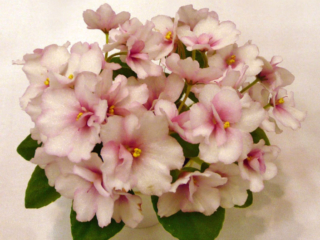 Jolly Mischief 03/07/2008 (H. Pittman) Semidouble white pansy/rose markings. Medium green, plain. Semiminiature (DAVS 1659, TX Hyb)