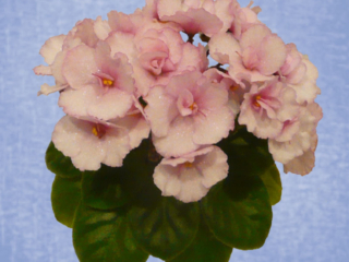 Jolly Playgirl 12/06/2008 (H. Pittman) Semidouble light pink pansy. Medium green, plain. Semiminiature (TX Hyb)