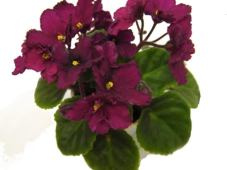 Jolly Red 10/29/2018 (H. Pittman) Single-semidouble red frilled pansy. Medium green, serrated. Semiminiature (TX Hyb)