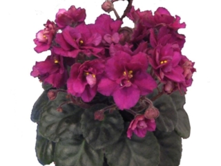 Jolly Shadow 01/15/2007 (H. Pittman) Semidouble-double fuchsia-red star. Dark green, quilted, ovate. Semiminiature (TX Hyb, DAVS 1665)