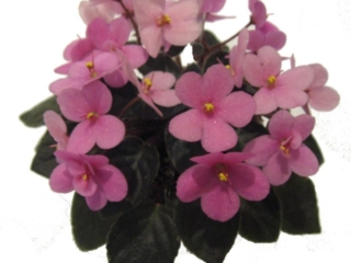 Jolly Star 10/29/2018 (H. Pittman) Single pink sticktite pansy/darker eye. Dark green, plain, pointed. Semiminiature (TX Hyb, DAVS 1666)