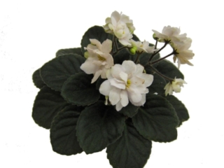 Jolly Summer (H. Pittman) Double white. Dark green. Semiminiature (TX Hyb)