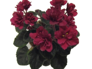 Jolly Texan 01/15/2007 (H. Pittman) Double dark red pansy. Dark green, plain, quilted. Semiminiature (DAVS 1667, TX Hyb)