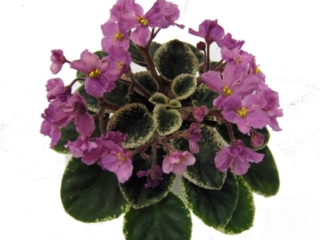 Jolly Treasure 01/15/2007 (H. Pittman) Single-semidouble pink two-tone pansy. Variegated medium green and white, ovate. Semiminiature (TX Hyb, DAVS 1668)