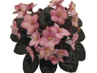 Jolly Waltz 01/15/2007 (H. Pittman) Single-semidouble pink pansy. Medium green, plain, pointed. Miniature (DAVS 1670, TX Hyb)