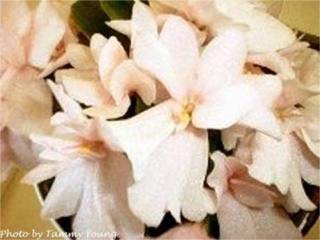 Jorinda (Storytella) Single light pink. Standard