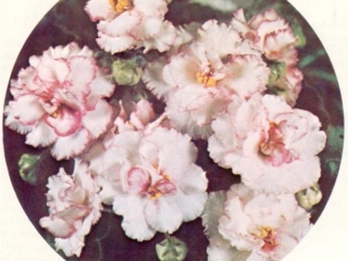 Joyful 07/16/1977 (L. Lyon) Double white/red frilled edge. Ruffled. Semiminiature