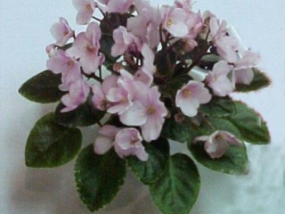 Joy's Pink Halo 11/26/1996 (D. Hoover) Single-semidouble pink sticktite pansy. Variegated dark green, white and pink, plain, quilted, pebbled. Semiminiature (Western)