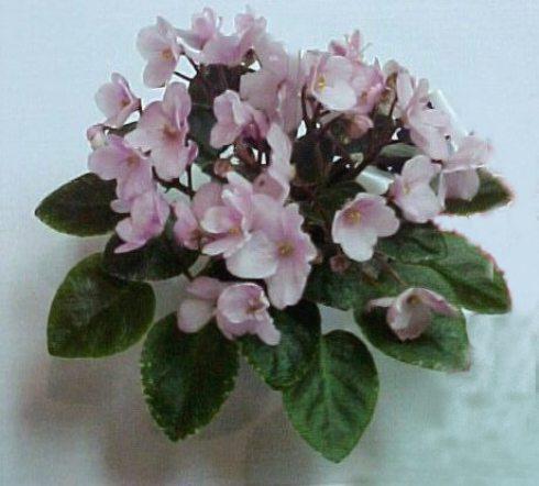 Joy's Pink Halo 11/26/1996 (D. Hoover) Single-semidouble pink sticktite pansy. Variegated dark green, white and pink, plain, quilted, pebbled. Semiminiature (Western)