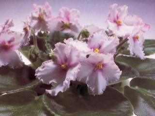 Judie's Peach 02/19/1992 (J. Lalanne) Semidouble pale peach pansy/darker mottling, white edge. Medium green, ovate, glossy. Standard