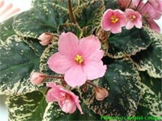 Judy Partain 11/09/1987 (B. Sisk) Semidouble dark pink. Variegated. Large