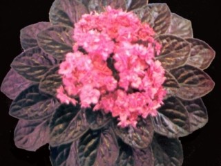 Juicy 08/16/1984 (J. Domiano/R. Nadeau) Double medium pink/orchid sparkled edge. Medium-dark green, pointed, glossy/red back. Large (DAVS 785)