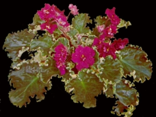 Juliana 10/07/1972 (Eyerdom) Double red frilled. Crown variegated light green, ruffled. Standard