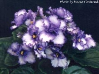 Julie (E. Fisher) Single white star/lavender frilled edge. Plain, wavy. Standard (CA 159, 1979)