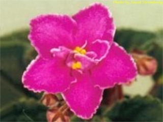 Julie Ann 02/08/1990 (H. Eyerdom) Semidouble pink-coral/blue fantasy, raspberry sparkle band, white edge. Medium green quilted, glossy/red back. Standard