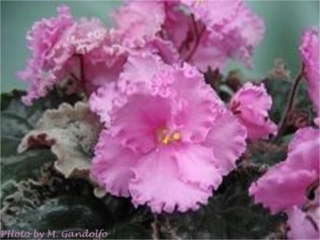 Julie Kay (S. Sorano) Double pink pansy. Variegated dark green, pink and cream, ruffled. Standard