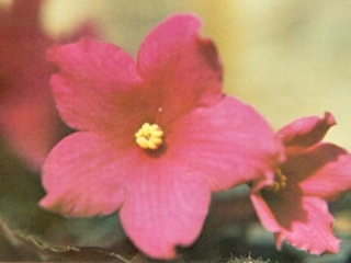 July Fourth (I. Fredette) Single cherry-red star. Dark green, plain. Standard