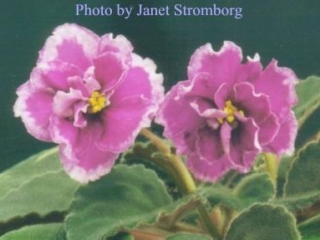 June Rose 01/15/1993 (Eyerdom) Double red-orchid/lighter band, white edge. Medium green, plain, hairy, glossy/red back. Standard