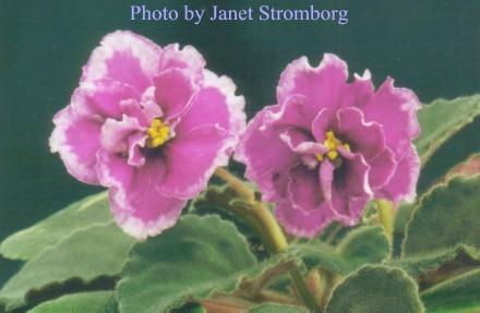 June Rose 01/15/1993 (Eyerdom) Double red-orchid/lighter band, white edge. Medium green, plain, hairy, glossy/red back. Standard