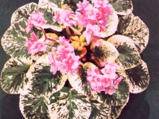 June Swift 10/21/1978 (C. Reed) Double pink frilled. Variegated, plain. Large (DAVS 339)