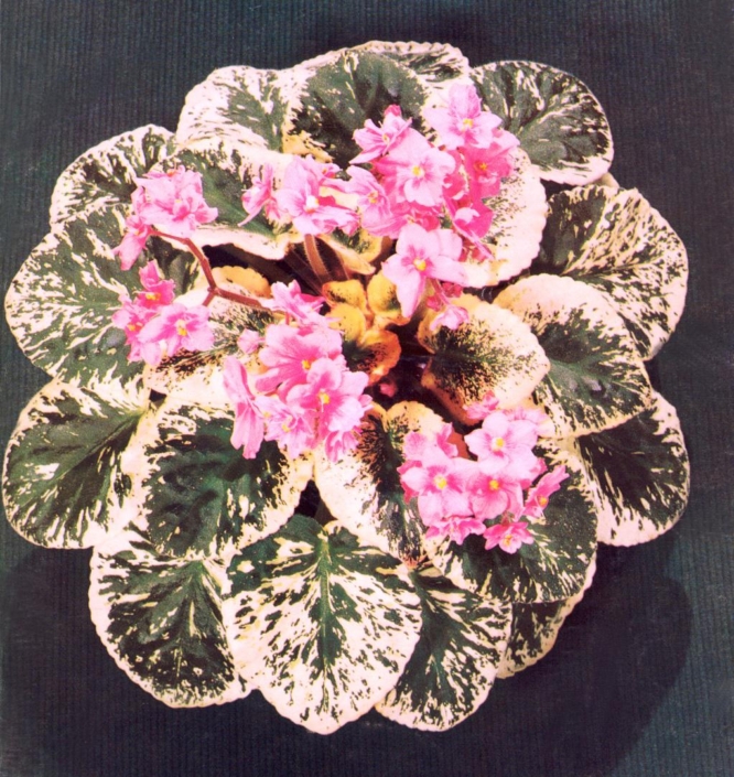 June Swift 10/21/1978 (C. Reed) Double pink frilled. Variegated, plain. Large (DAVS 339)