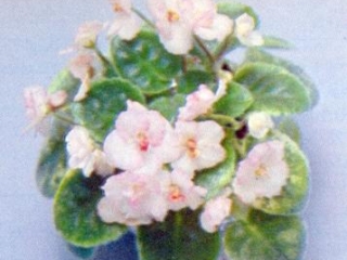 Junie Moon (Baker) Semidouble white/light pink frilled edge. Variegated. Semiminiature