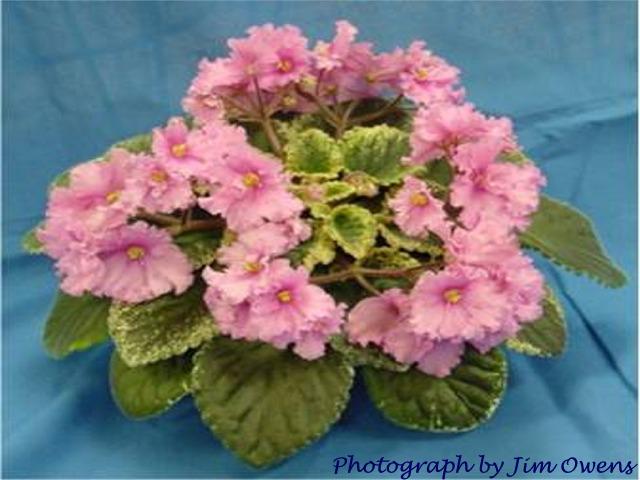Kathe Denise 11/14/1988 (G. Goins/R. Nadeau) Semidouble bright pink two-tone ruffled. Variegated dark green and pink, plain. Large