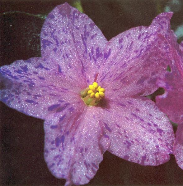 Ken Star 11/14/1983 (J. Muster) Single pink star/purple fantasy. Dark green, pointed, quilted, glossy/red back. Standard